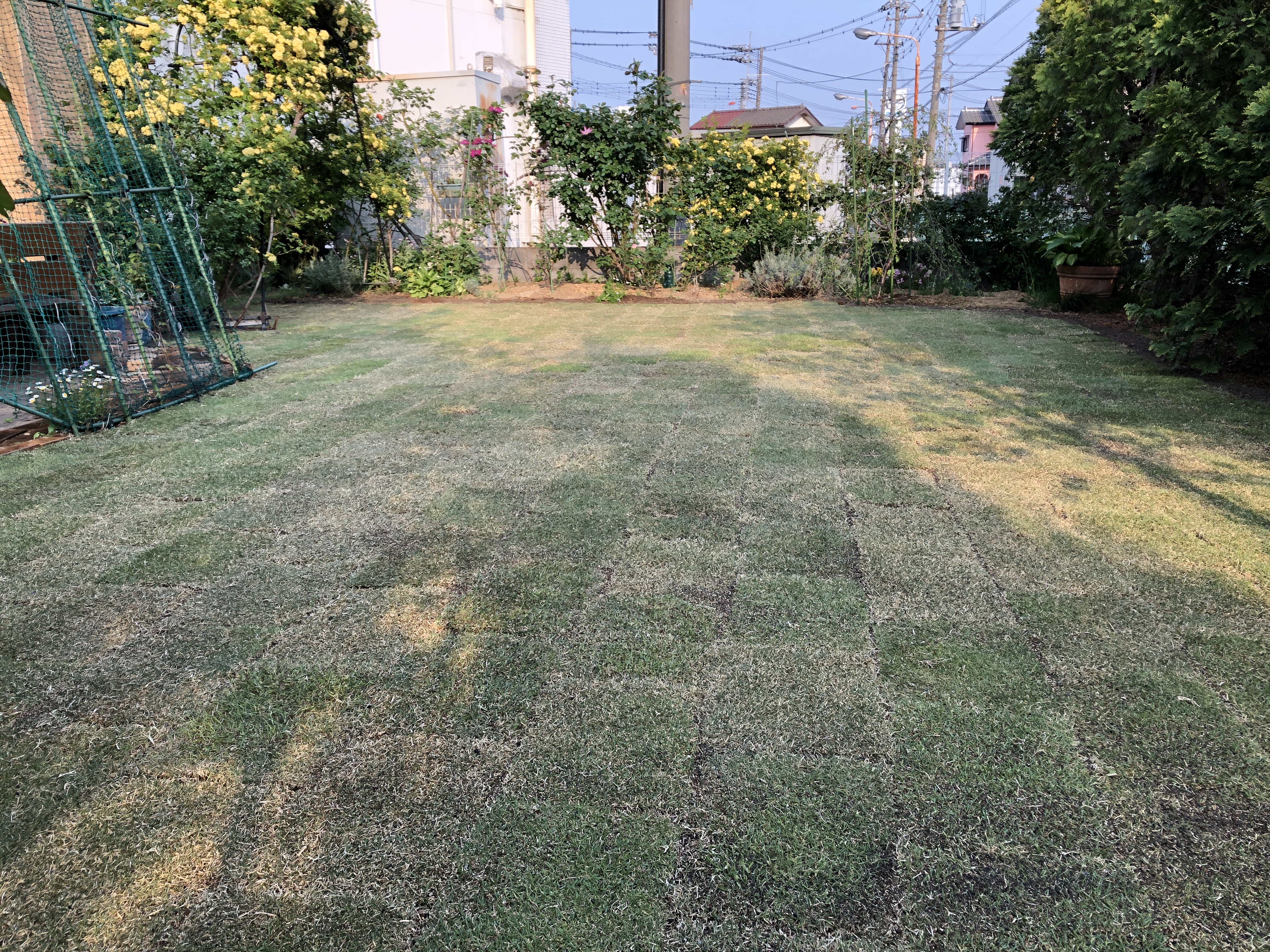芝生の張り替え 土の入れ替え工事のご依頼 埼玉県春日部市のs様のお庭 金子造園