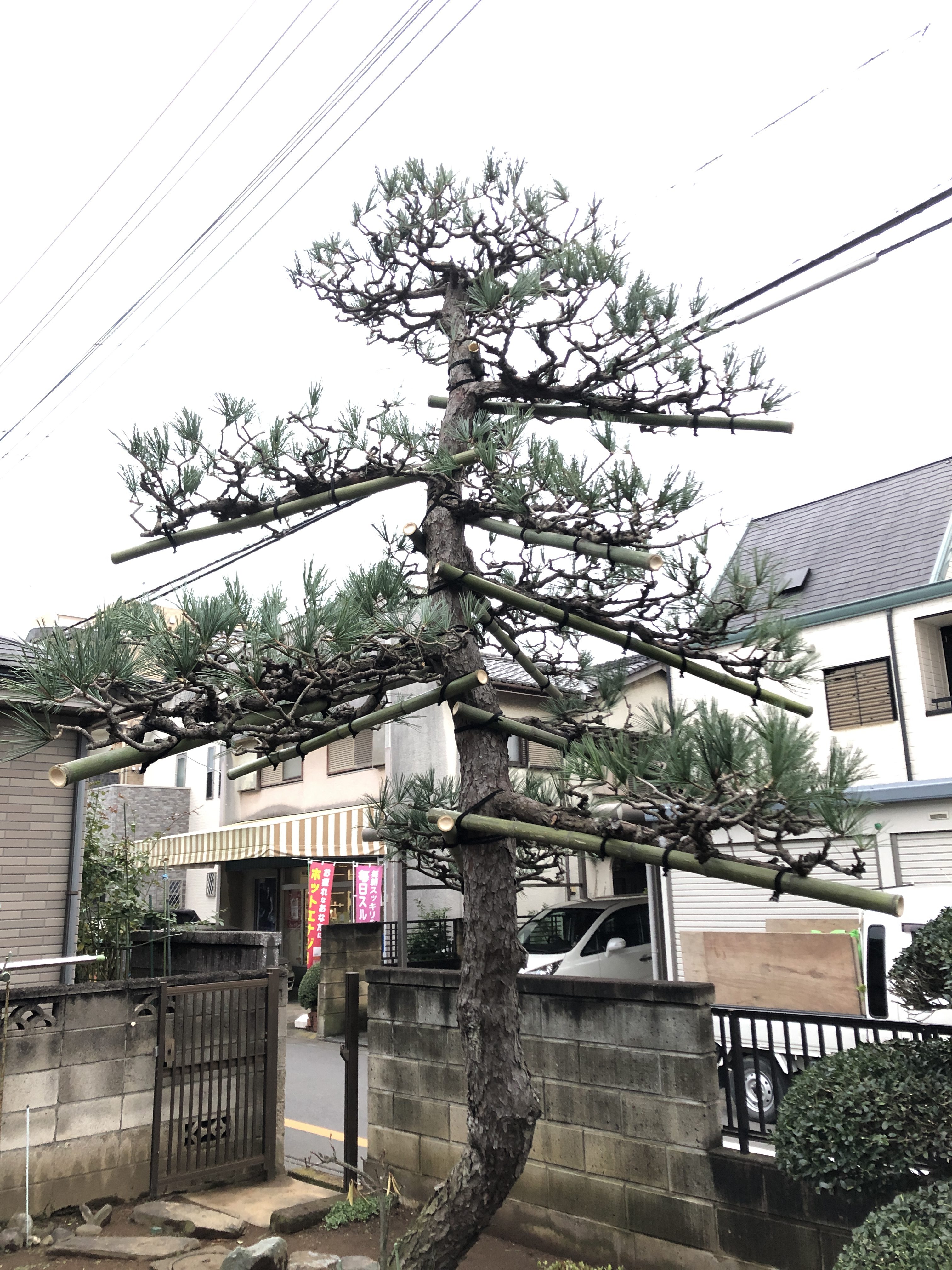 金子造園 高木 4m以上 松の剪定のご依頼 埼玉県さいたま市大宮区のy様のお庭 金子造園