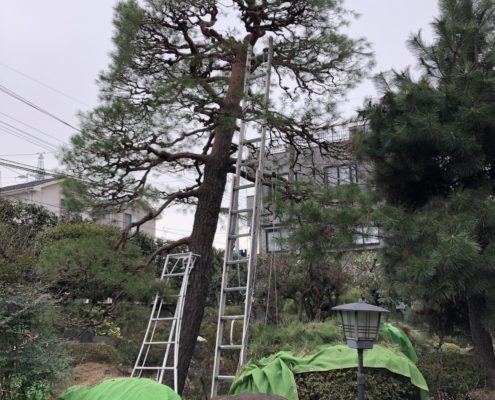 赤松 マツ 高木 7m以上 剪定 お手入れ 植木屋 庭師