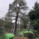 赤松 マツ 高木 7m以上 剪定 お手入れ 植木屋 庭師