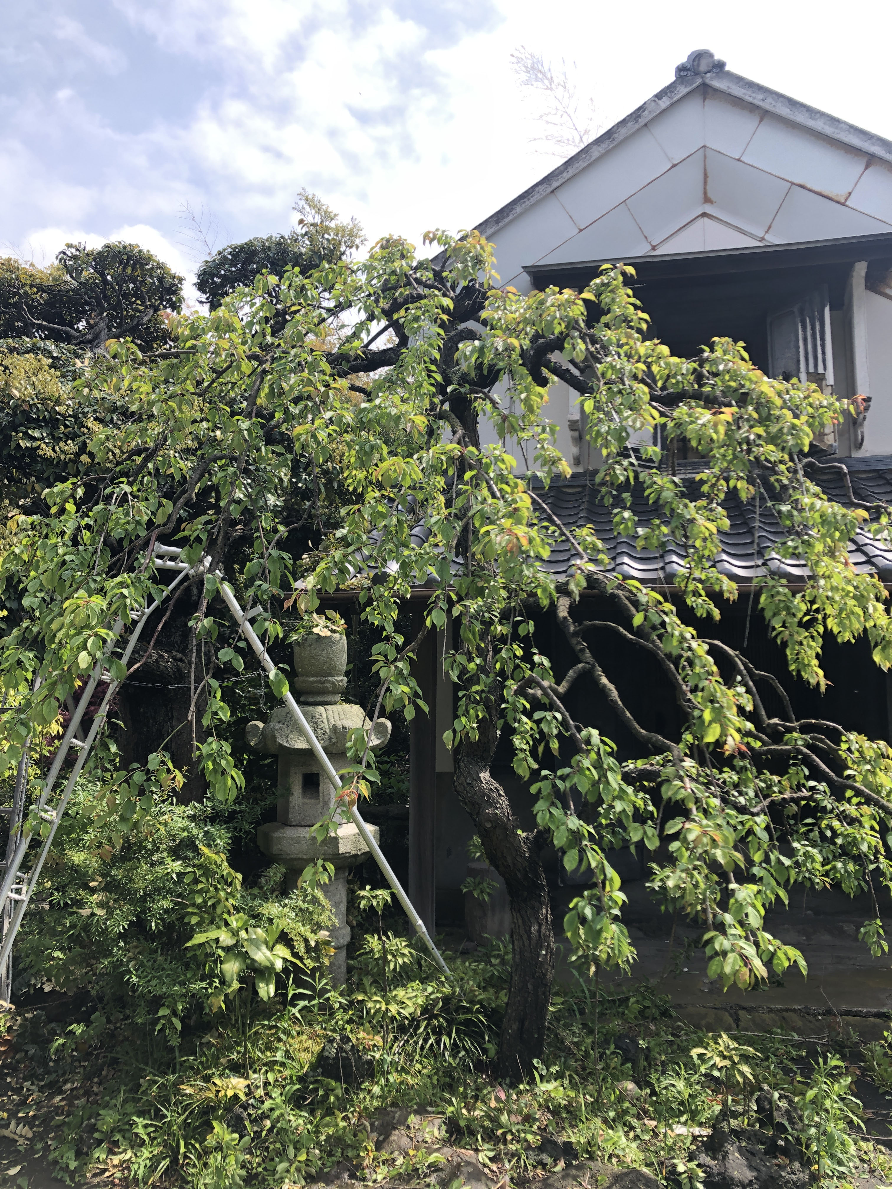 12 植木屋の現場ブログ 枝垂れ梅の剪定 金子造園