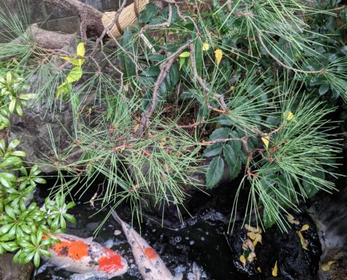 和風庭園 池のあるお庭 松 剪定 冬 庭師 植木屋 埼玉県春日部市