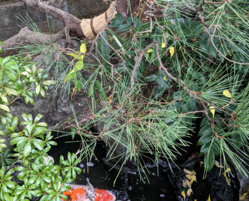 和風庭園 池のあるお庭 松 剪定 冬 庭師 植木屋 埼玉県春日部市