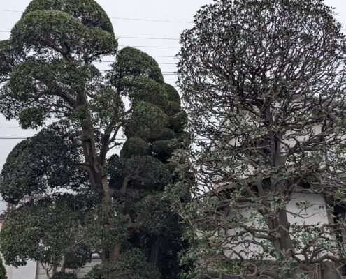 モッコク モチノキ チャボヒバ 剪定 高木 和風のお庭 お手入れ 埼玉県さいたま市