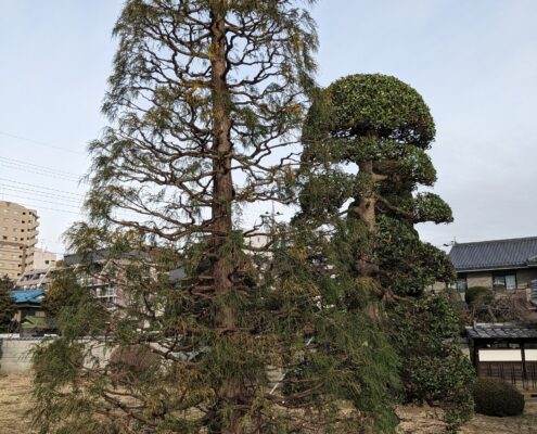 イトヒバ モチノキ 剪定 作業後 高木 和風のお庭 お手入れ 埼玉県さいたま市 春日部市
