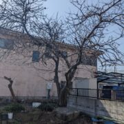 栗の木 クリ 5m 高木 伐採前 庭木 植木 埼玉県春日部市