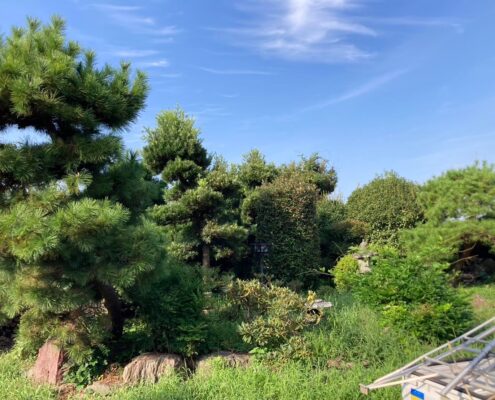 和風庭園 お庭 お手入れ 庭木 剪定 松 仕立物 作業後 春日部市 杉戸町 剪定業者 造園業者 ビフォーアフター