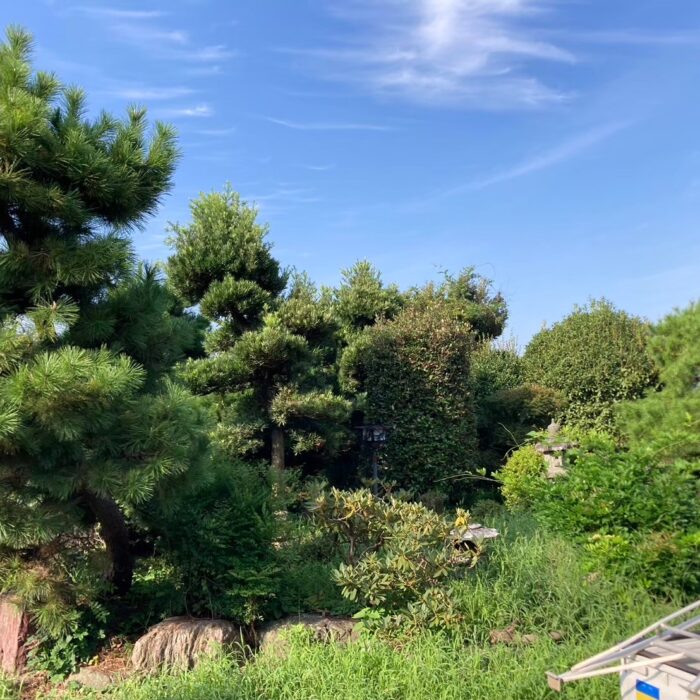 和風庭園 お庭 お手入れ 庭木 剪定 松 仕立物 作業後 春日部市 杉戸町 剪定業者 造園業者 ビフォーアフター
