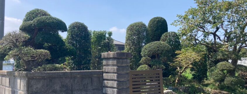 庭木 樹木 剪定 仕立物 仕立て方 作業後 庭師 植木屋 春日部市 杉戸町