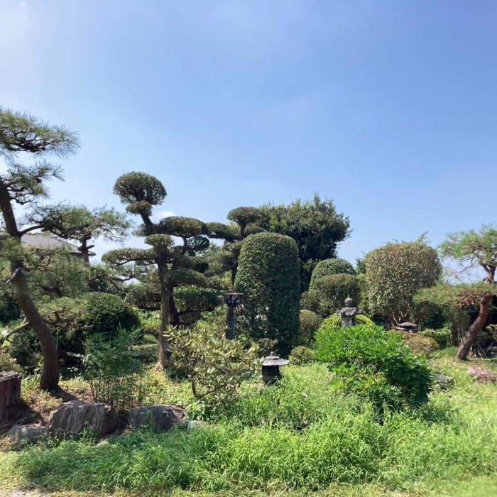 和風庭園 お庭 お手入れ 庭木 剪定 松 仕立物 作業前 春日部市 杉戸町 剪定業者 造園業者 ビフォーアフター