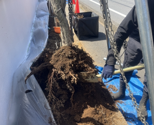 伐採 伐根 寺院 お寺 植木 年間管理