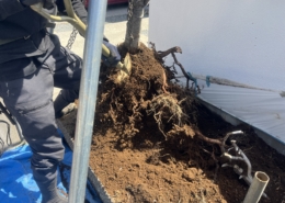 伐採 伐根 寺院 お寺 植木 樹木 お手入れ 管理 埼玉県春日部市 さいたま市