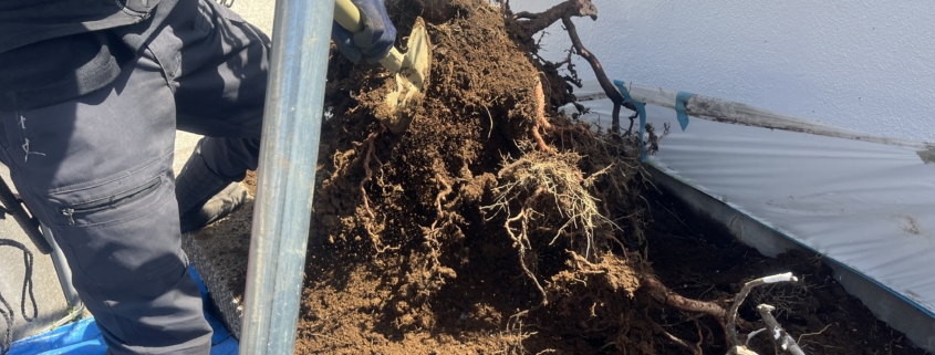 伐採 伐根 寺院 お寺 植木 樹木 お手入れ 管理 埼玉県春日部市 さいたま市